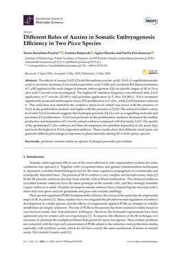 Different Roles of Auxins in Somatic Embryogenesis Efficiency In