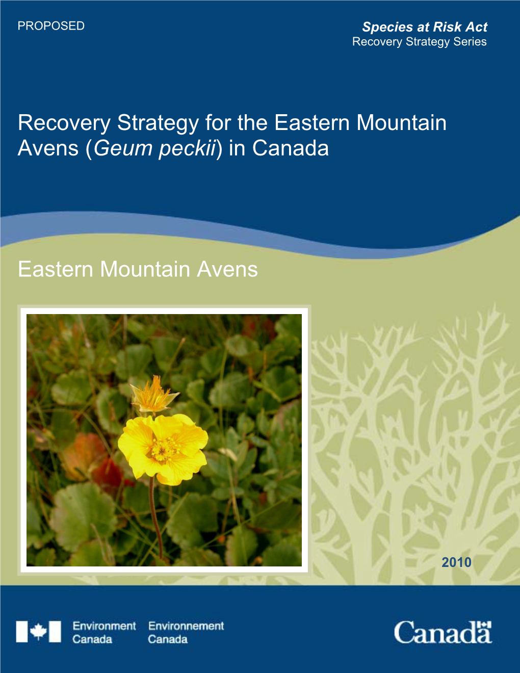 Eastern Mountain Avens (Geum Peckii) in Canada