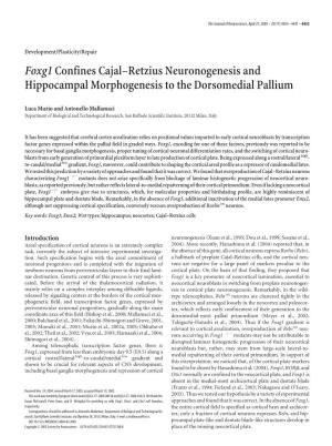 Foxg1confines Cajal–Retzius Neuronogenesis and Hippocampal
