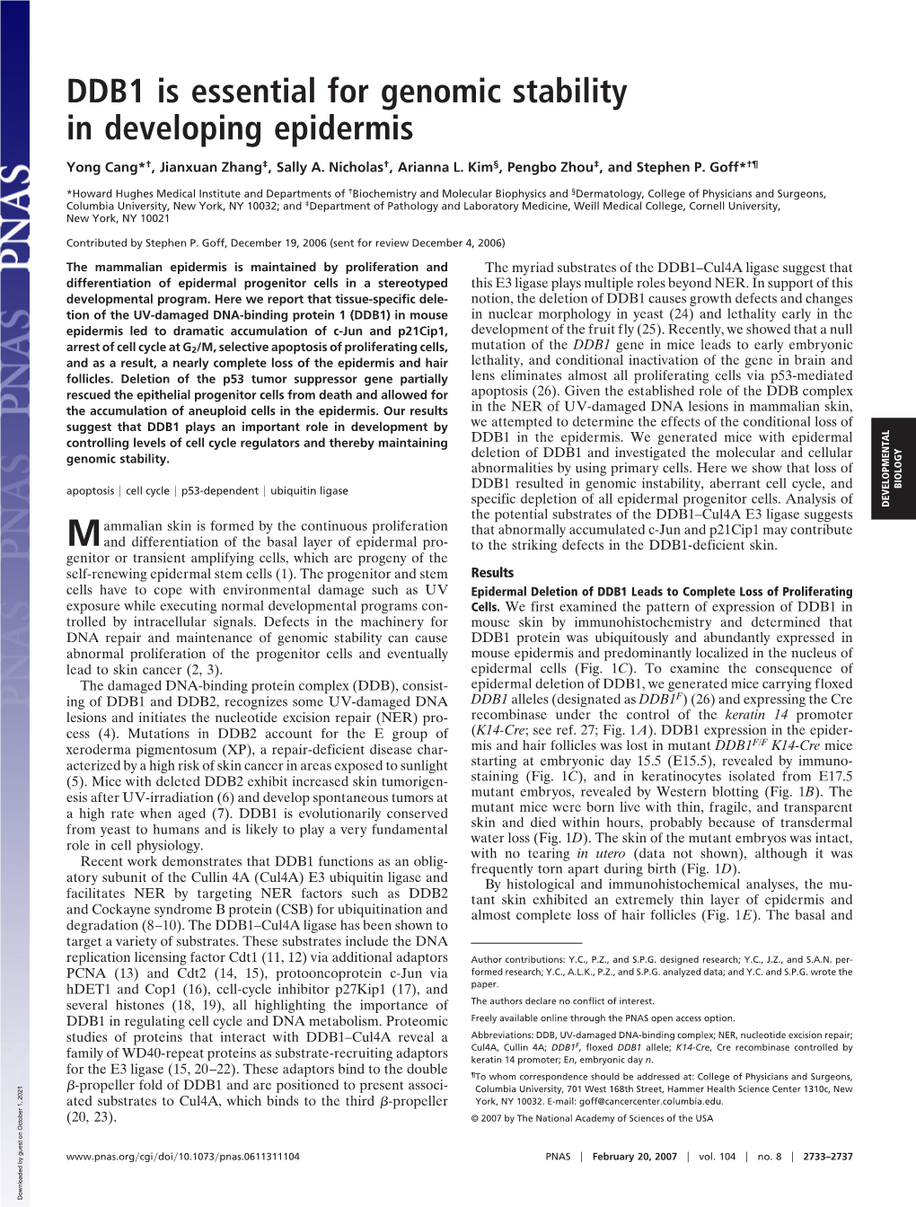 DDB1 Is Essential for Genomic Stability in Developing Epidermis