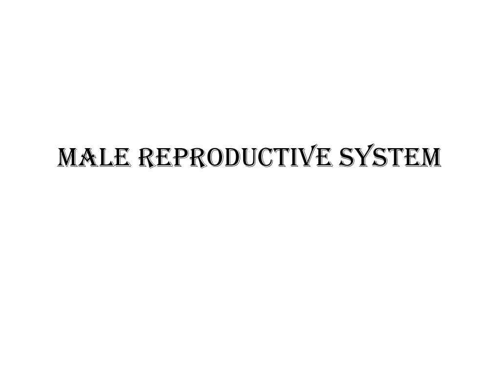 Male Reproductive System