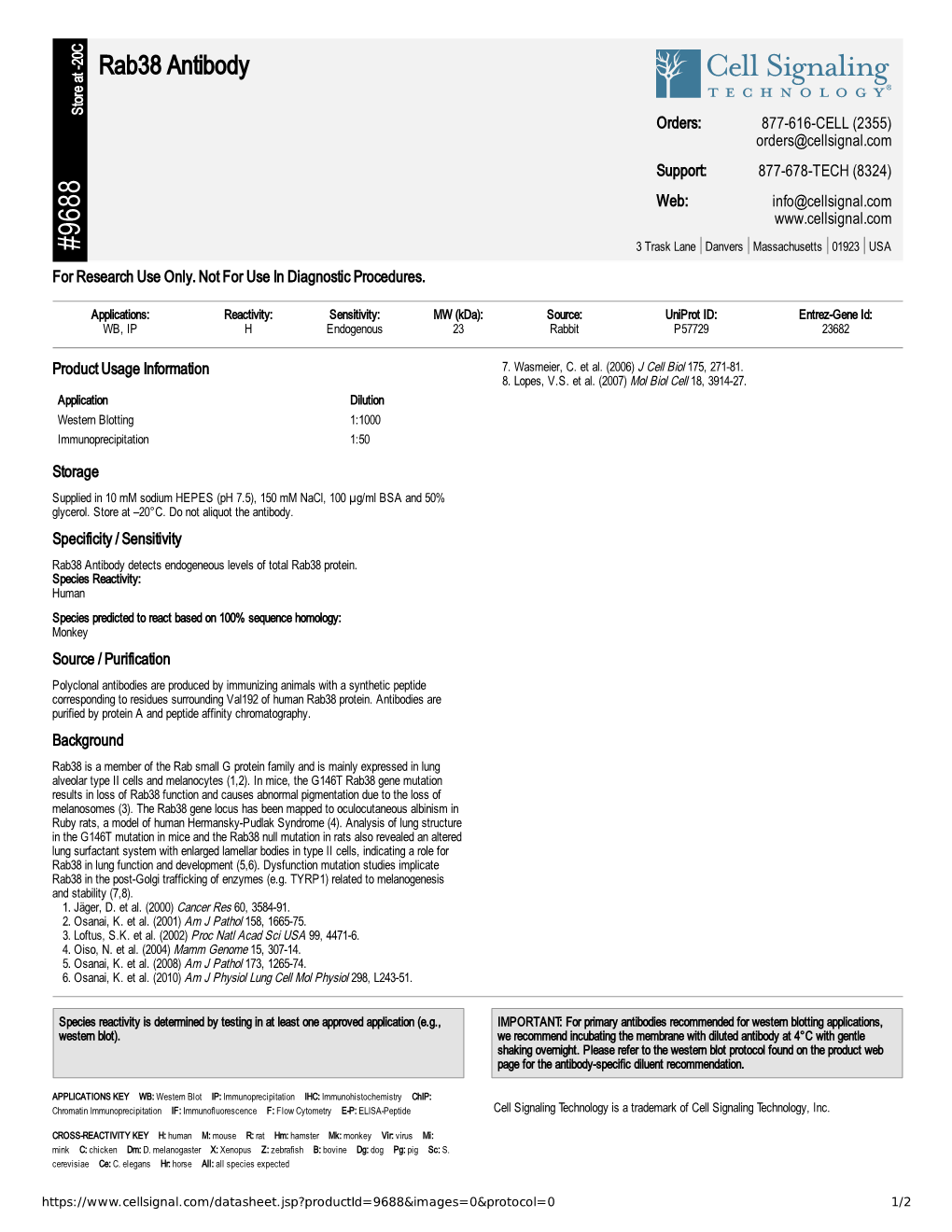 Rab38 Antibody A