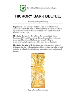 Hickory Bark Beetle