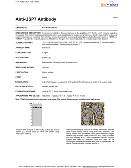 Anti-USP7 Antibody