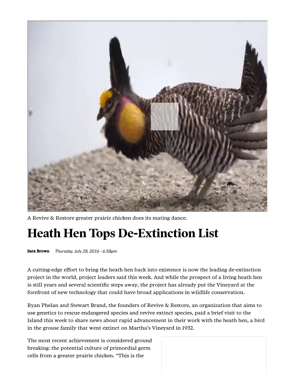 Heath Hen Tops Deextinction List