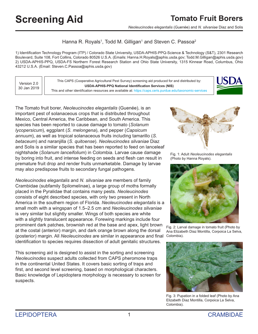 Tomato Fruit Borers Neoleucinodes Elegantalis (Guenée) and N