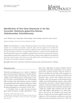 Identification of Hox Gene Sequences in the Sea Cucumber Holothuria Glaberrima Selenka (Holothuroidea: Echinodermata)