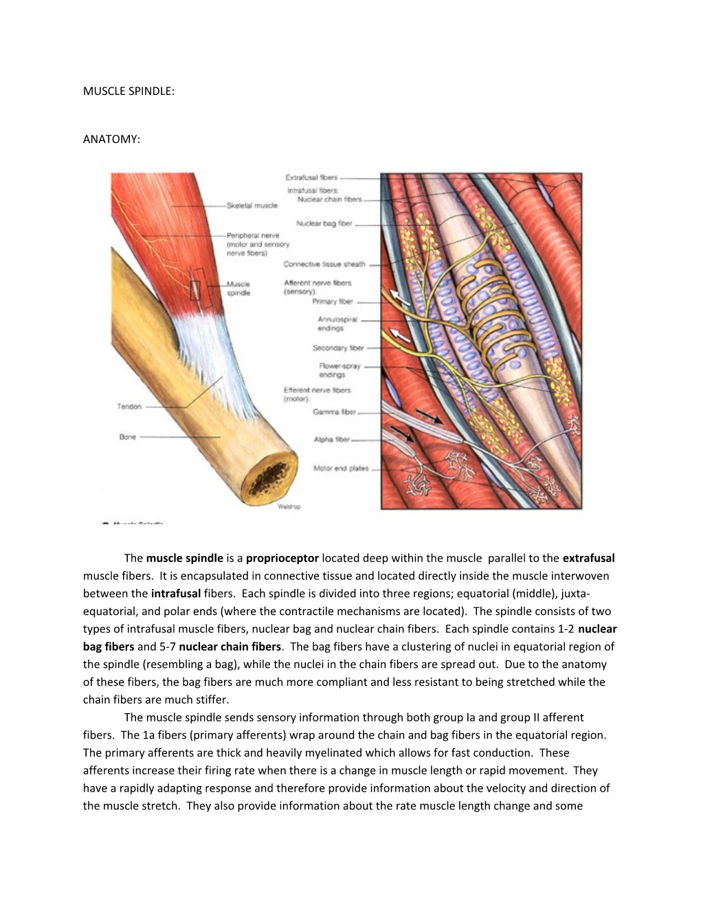 Muscle Spindle