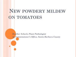New Powdery Mildew on Tomatoes