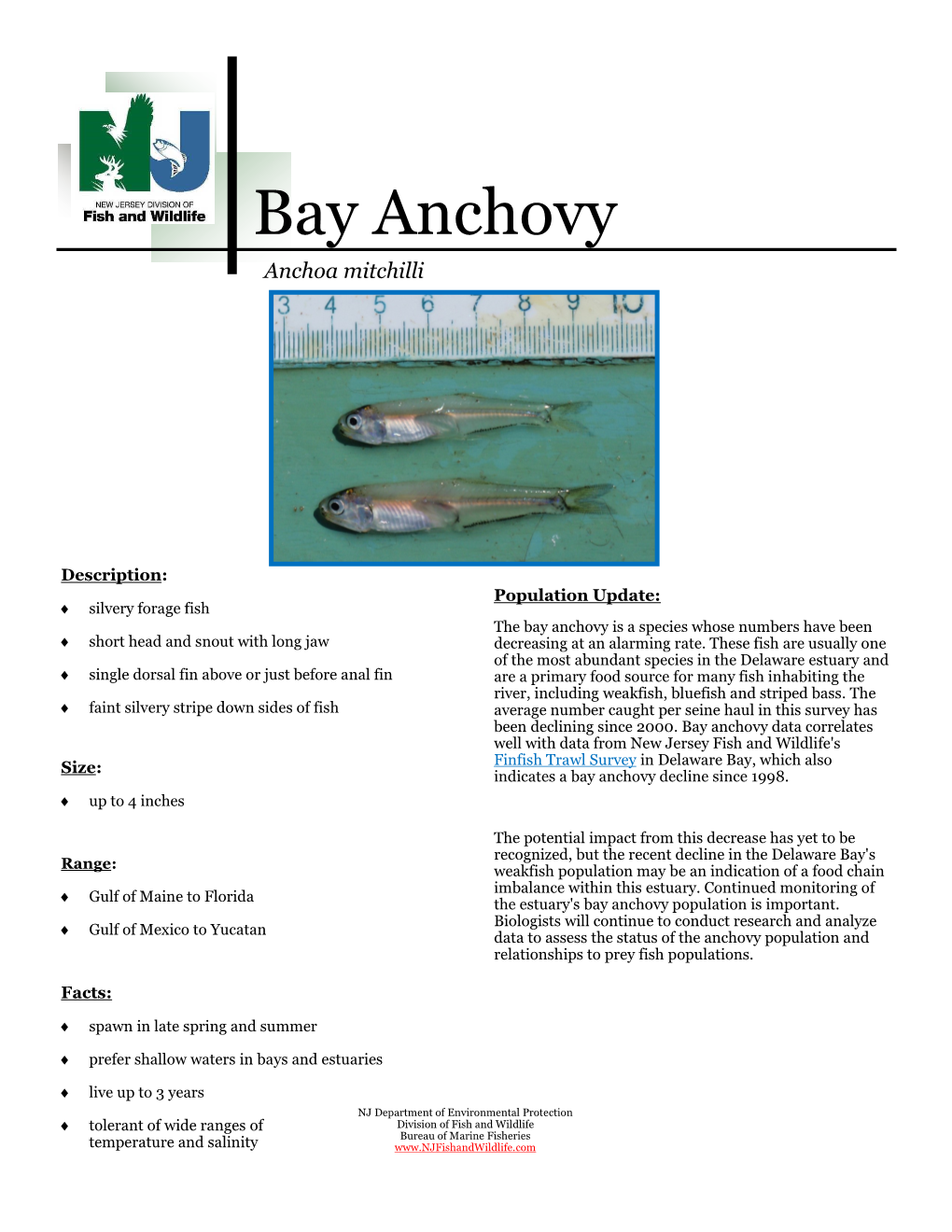 Bay Anchovy Anchoa Mitchilli