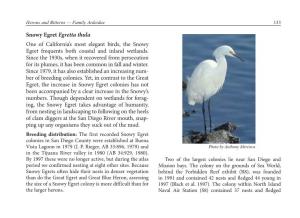 Snowy Egret Egretta Thula One of California's Most Elegant Birds, The
