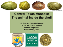 Central Texas Mussels: the Animal Inside the Shell
