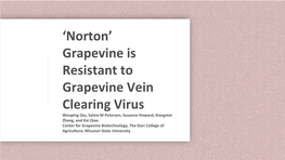 'Norton' Grapevine Is Resistant to Grapevine Vein Clearing Virus