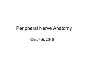 Peripheral Nerve Anatomy