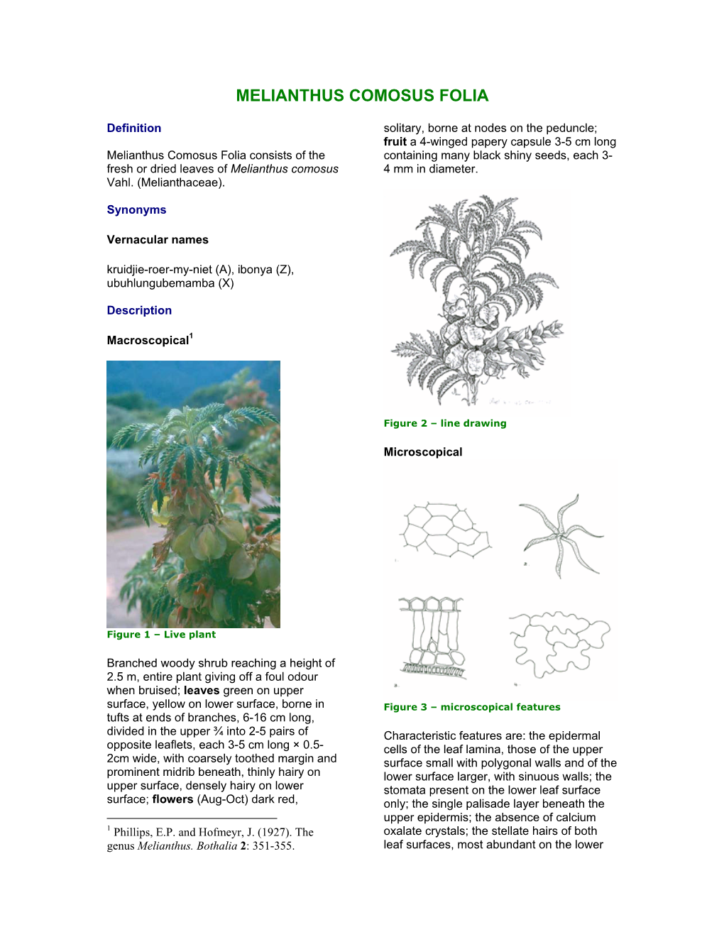 Melianthus Comosus Folia