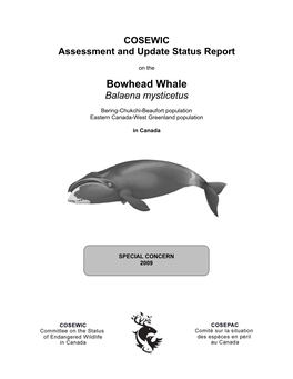 Bowhead Whale ( Balaena Mysticetus)