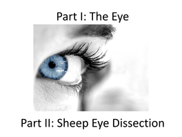 Sheep Eye Dissection EYE