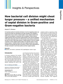 How Bacterial Cell Division Might Cheat Turgor Pressure – a Uniﬁed Mechanism of Septal Division in Gram-Positive and Gram-Negative Bacteria