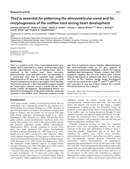 Tbx2 Is Essential for Patterning the Atrioventricular Canal and for Morphogenesis of the Outﬂow Tract During Heart Development Zachary Harrelson1, Robert G