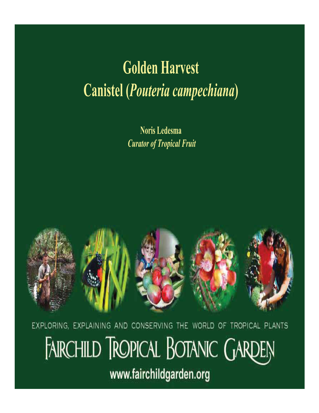 Golden Harvest Canistel (Pouteria Campechiana)