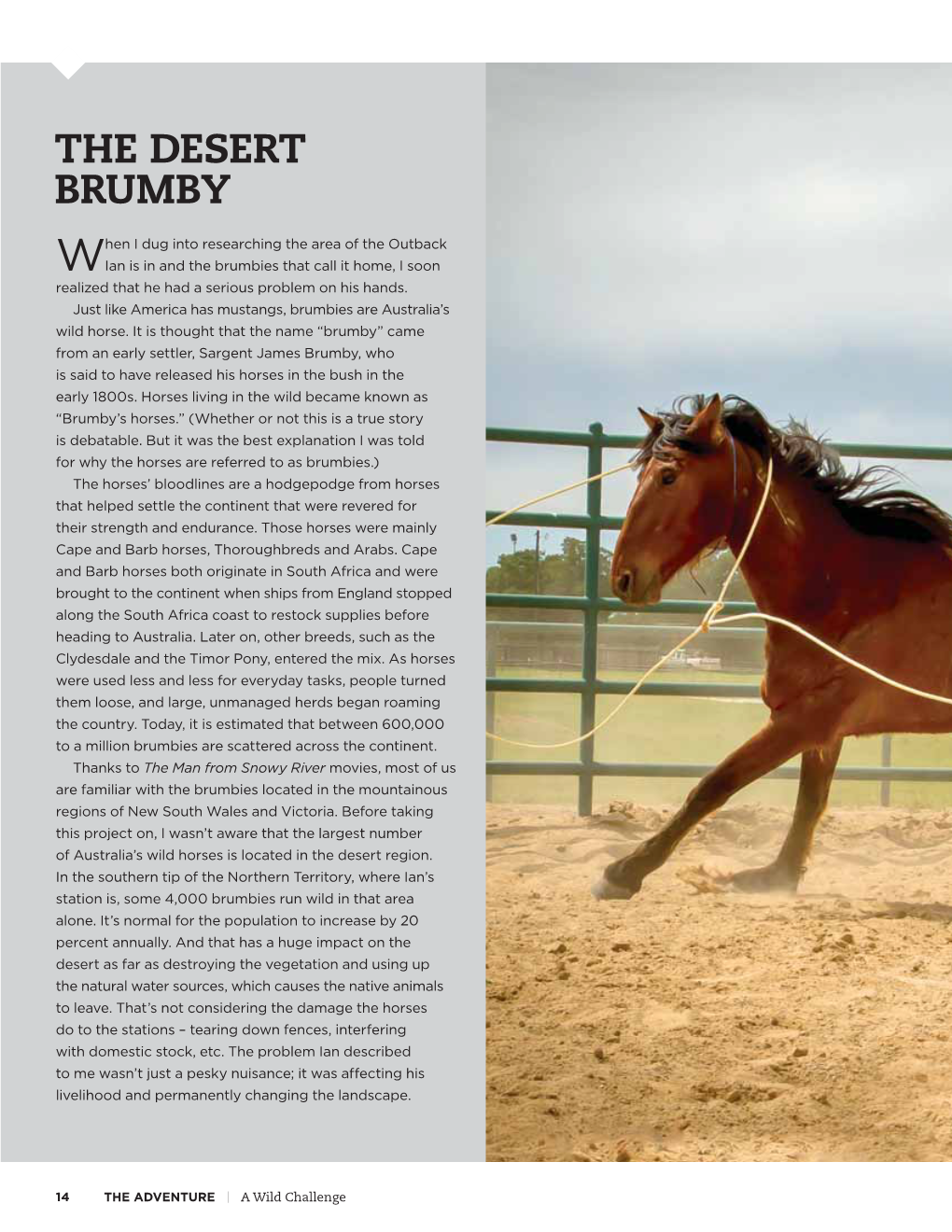 The Desert Brumby