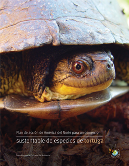 Sustentable De Especies De Tortuga