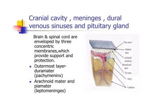 Cranial Cavity , Meninges , Dural Venous Sinuses and Pituitary Gland