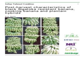 Post-Harvest Characteristics of Black Sigatoka Resistant Banana, Cooking Banana and Plantain Hybrids