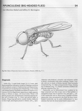 Pipunculidae (Big-Headed Flies) 54