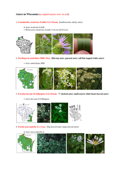 Asters in Wisconsin (Accepted Names Now in Red)