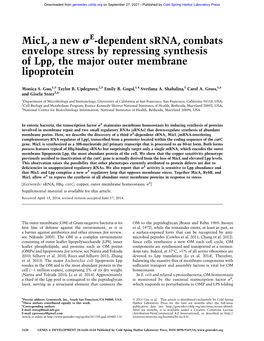 Micl, a New S -Dependent Srna, Combats