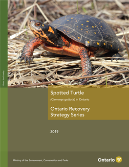 Recovery Strategy for the Spotted Turtle (Clemmys Guttata) in Canada in 2018 to Meet Its Requirements Under the SARA