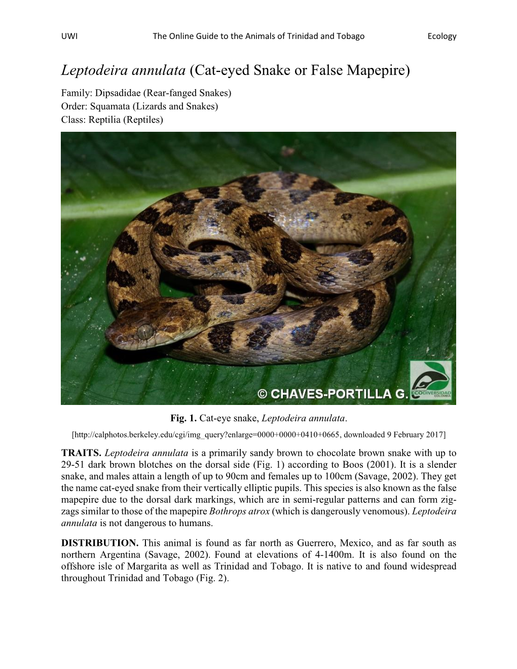 Leptodeira Annulata (Cat-Eyed Snake Or False Mapepire) Family: Dipsadidae (Rear-Fanged Snakes) Order: Squamata (Lizards and Snakes) Class: Reptilia (Reptiles)