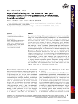 Reproductive Biology of the Antarctic ''Sea Pen'' Malacobelemnon Daytoni (Octocorallia, Pennatulacea, Kophobelemnidae)
