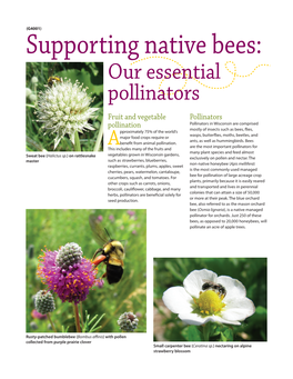 Supporting Native Bees: Our Essential