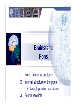 Brainstem: Pons