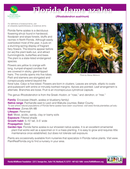 Florida Flame Azalea (Rhododendron Austrinum)