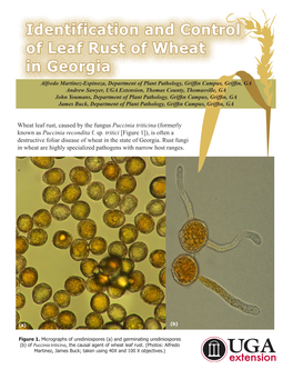 Identification and Control of Leaf Rust of Wheat in Georgia