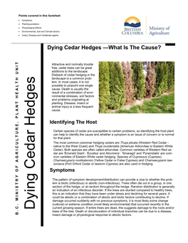 Dying Cedar Hedges —What Is the Cause?