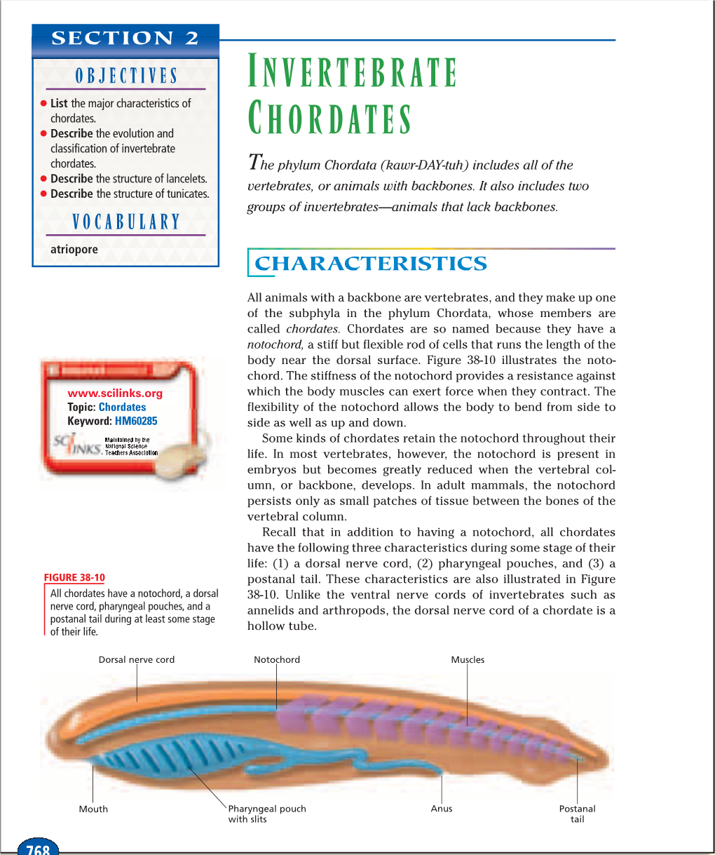 Invertebrate Chordates, Parts of a Chordate