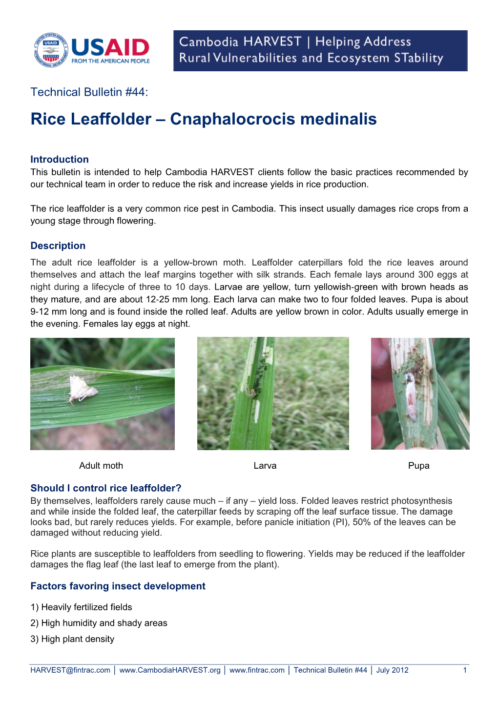 Rice Leaffolder – Cnaphalocrocis Medinalis