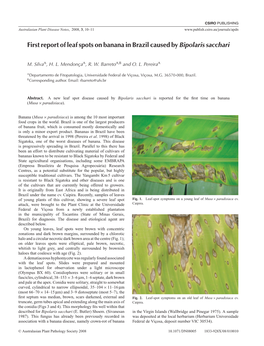 First Report of Leaf Spots on Banana in Brazil Caused by Bipolaris Sacchari