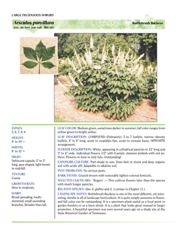 Aesculus Parviflora Bottlebrush Buckeye (Essј-Ku-Luss- Par-Vuhј-Flor-Uh)