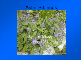 Aster Sibiricus