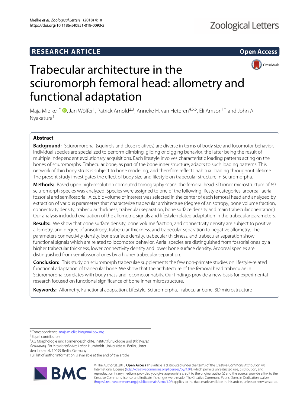 Trabecular Architecture in the Sciuromorph Femoral Head: Allometry and Functional Adaptation Maja Mielke1* , Jan Wölfer1, Patrick Arnold2,3, Anneke H