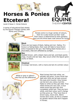 Horses & Ponies Etcetera!