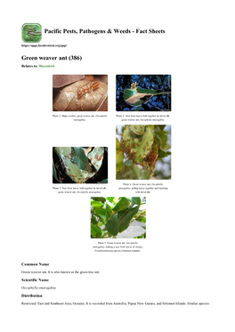 Green Weaver Ant (386) Relates To: Biocontrol