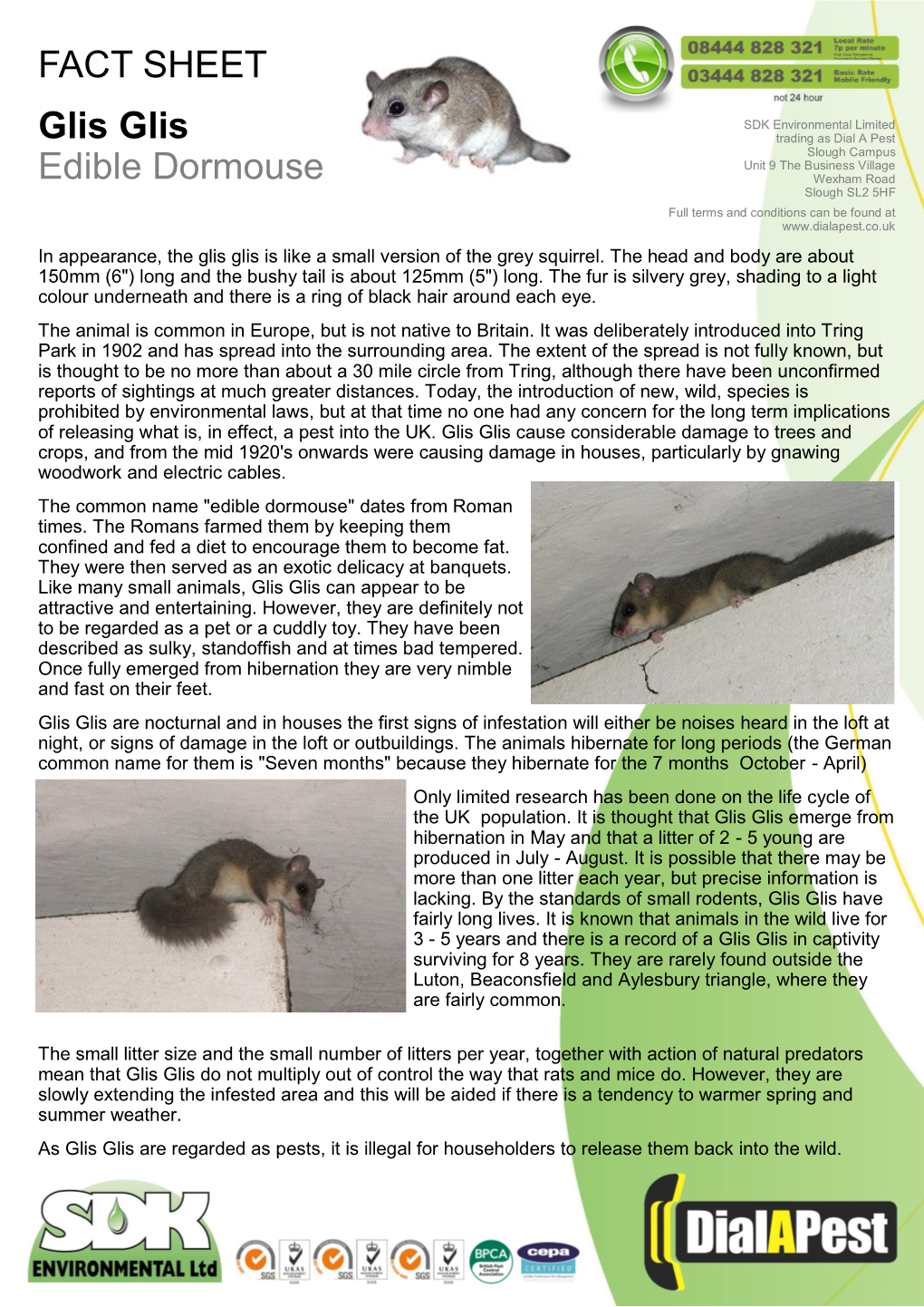 FACT SHEET Glis Glis Edible Dormouse