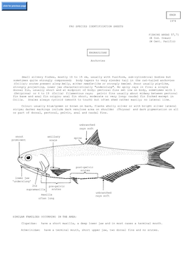Fao Species Identification Sheets Engraulidae