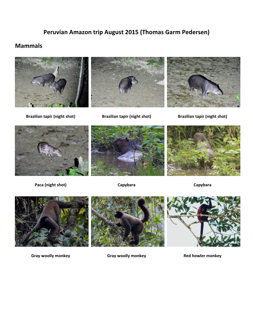 Peruvian Amazon Trip August 2015 (Thomas Garm Pedersen) Mammals
